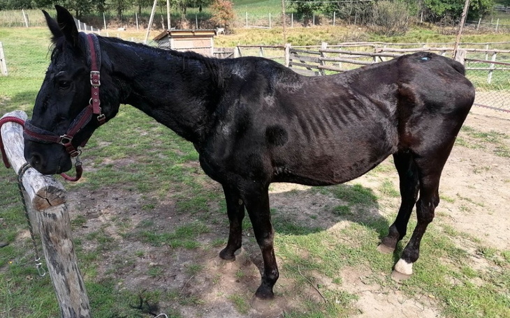 Zbiórka Dukla na jedzenie i leczenie - zdjęcie główne