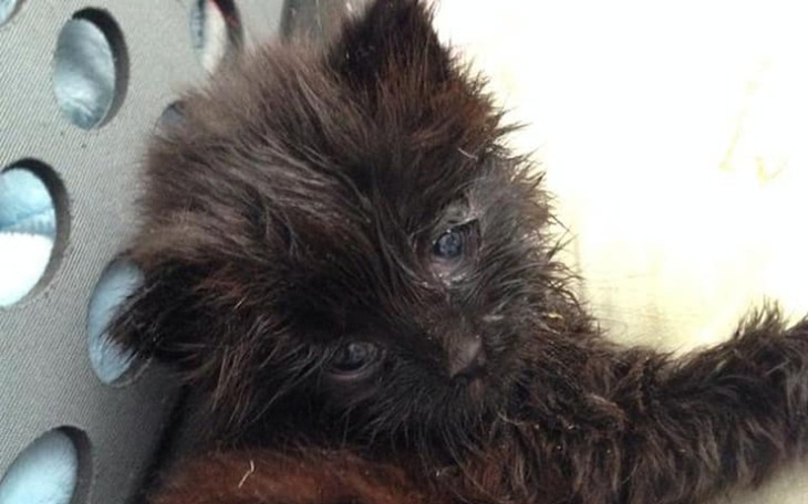 Zbiórka Mopek potrzebuje pomocy - zdjęcie główne