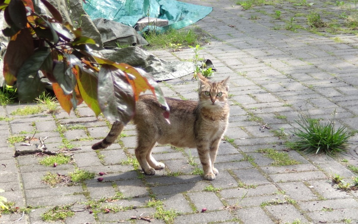 Zbiórka Stado kotów zza apteki - zdjęcie główne