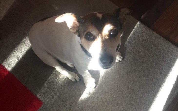 Zbiórka Na zabieg metodą TPLO dla Soni - zdjęcie główne