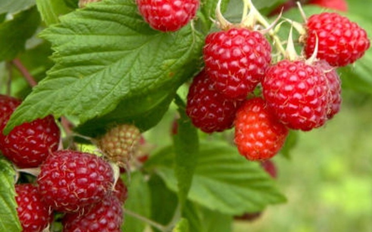 Zbiórka Proszę maliny - zdjęcie główne