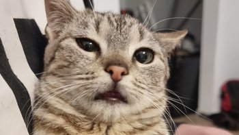 Zbiórka Dla podopiecznych Zwierzomoc - miniaturka zdjęcia