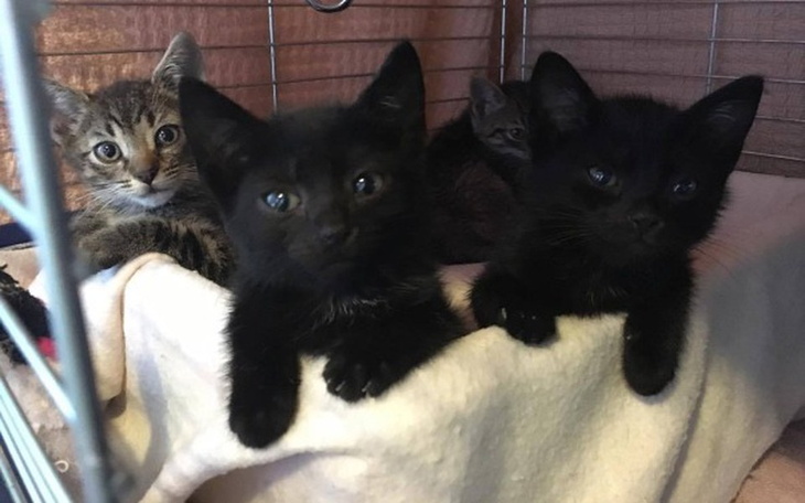 Zbiórka Gra o Życie - zdjęcie główne