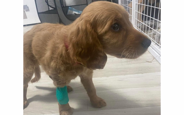 Zbiórka Zbiórka na życie Juniora - zdjęcie główne