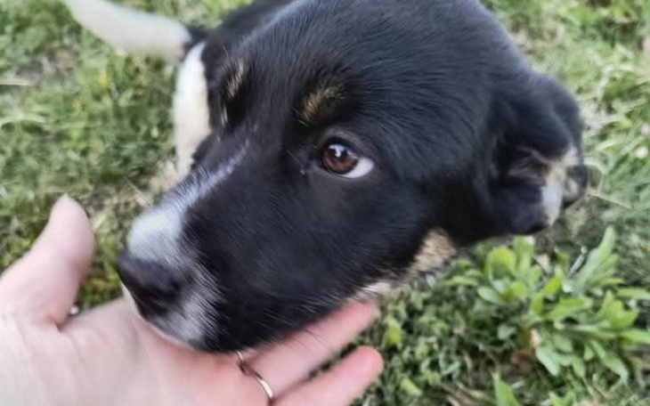 Młody pies z czarnym futrem, przytulający się do ręki.