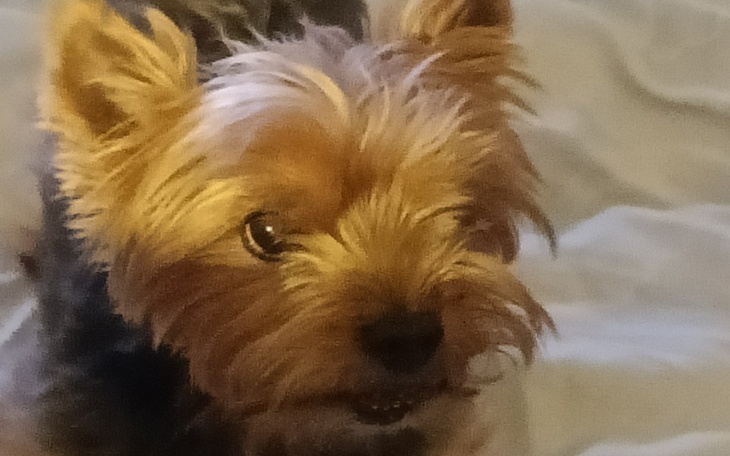 Zbiórka Na leczenie Riko - zdjęcie główne