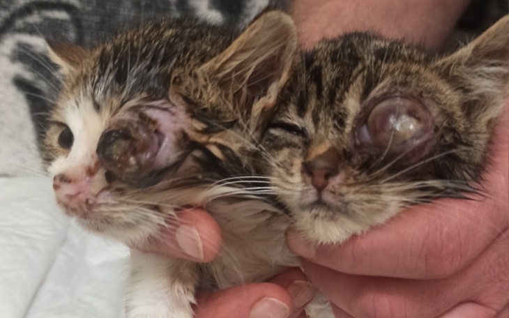 Zbiórka Na operację oczu kocich maluchów - zdjęcie główne