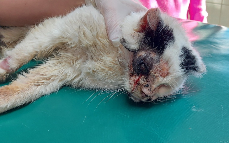 Ranny kot na stole operacyjnym, potrzebujący pomocy weterynaryjnej.