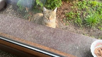 Zbiórka 15 kotów bezdomnych prosi o karm - miniaturka zdjęcia