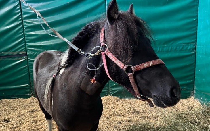 Czarny koń w stajni, z uprzężą, wygląda na spokojnego.