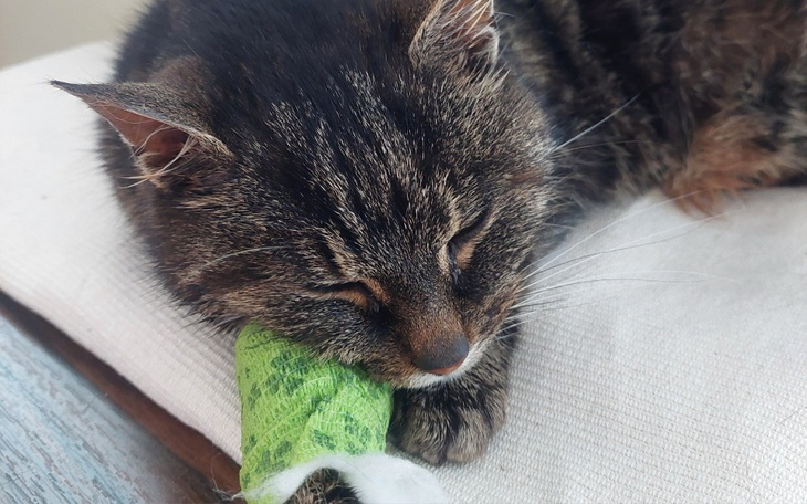 Śpiący kot z opatrunkiem na łapie na jasnym tle.