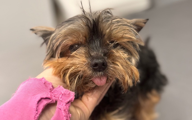 Zbiórka Sprawne łapki dla malutkiej Tini - zdjęcie główne