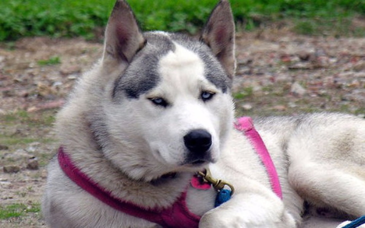 Zbiórka Na schroniska dla piesków - zdjęcie główne