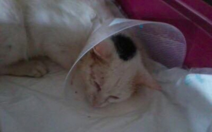 Zbiórka zbiórka na ratownie życia Muszka - zdjęcie główne