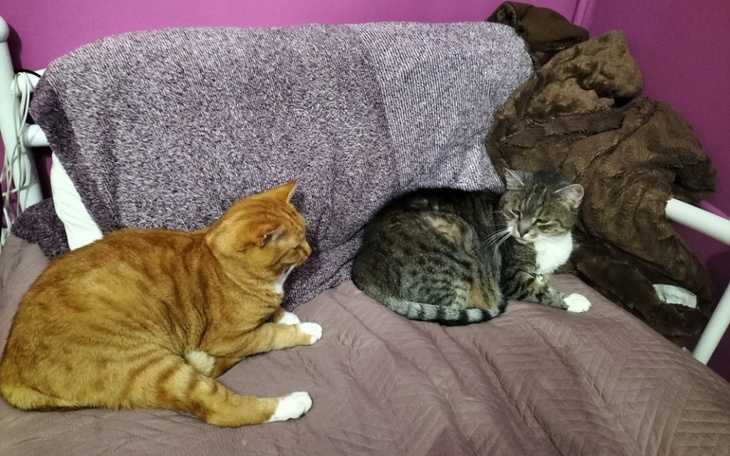 Dwa koty odpoczywające na łóżku w przytulnym otoczeniu.