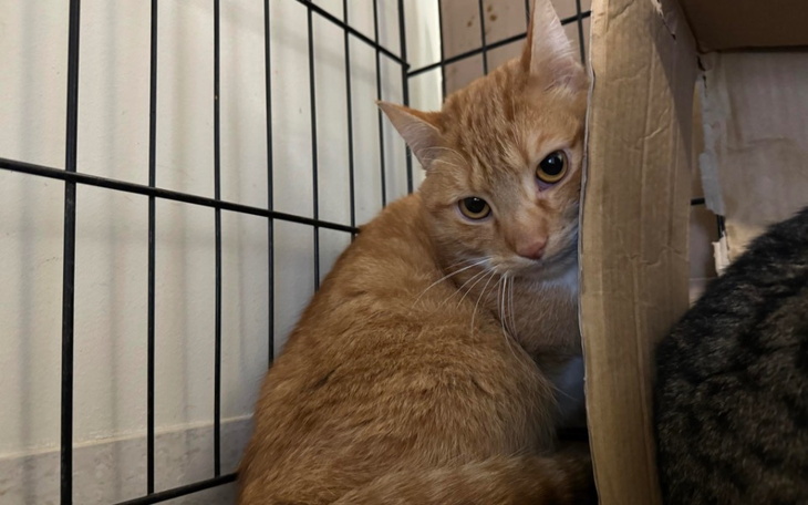 Zbiórka Pomóż nam kupić pellet - zdjęcie główne