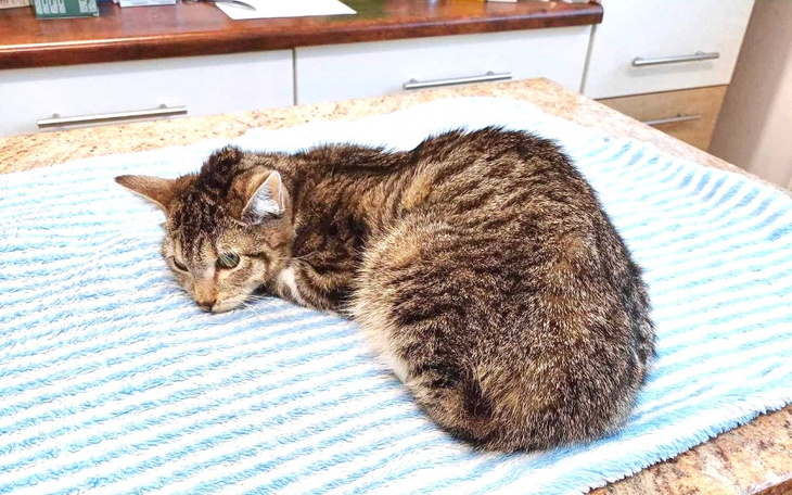 Zbiórka Kocie dziecko Frytka umiera - zdjęcie główne