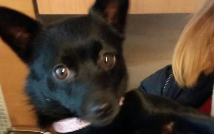 Zbiórka Pomoc dla Lili - zdjęcie główne