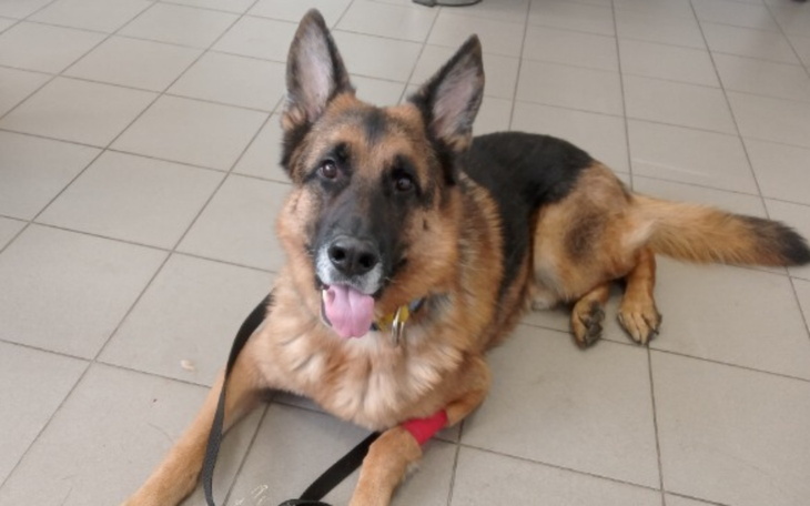 Owczarek niemiecki leży na podłodze, z uśmiechem i różową opaską na łapie.