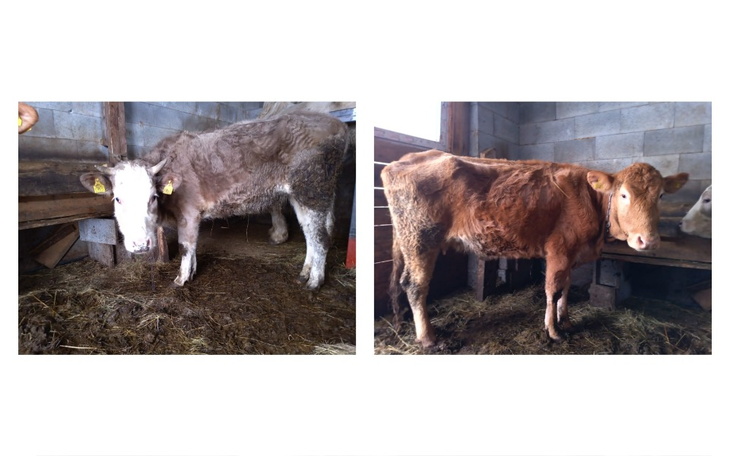 Zbiórka Życie dla Rogatej i Rudej - zdjęcie główne