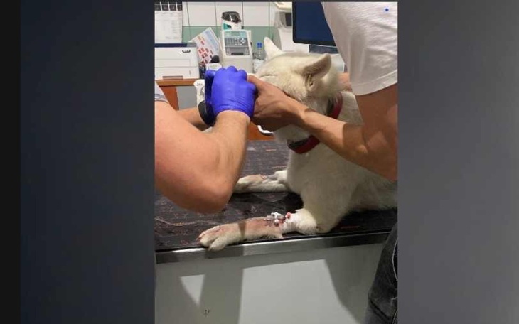 Zbiórka Na pomoc Sabie - zdjęcie główne