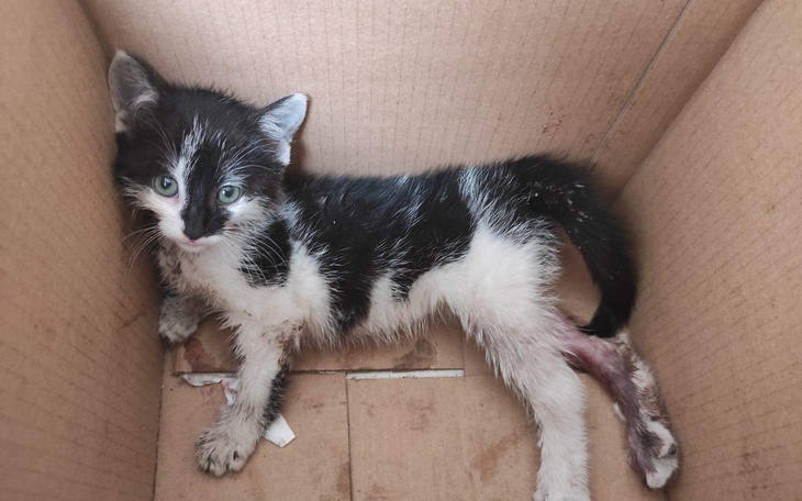 Zbiórka Maleństwo zjadane przez larwy... - zdjęcie główne