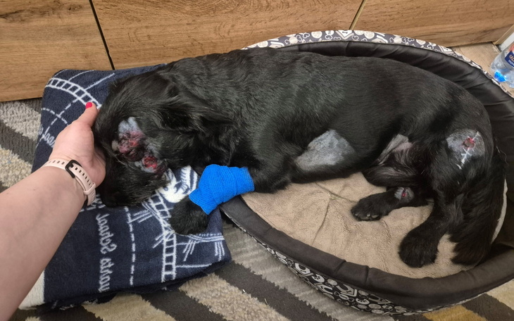 Pies odpoczywający w legowisku, z ranami na ciele.