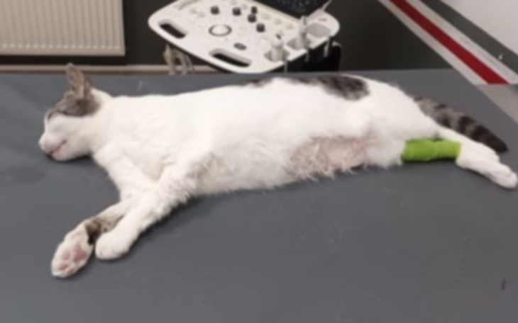 Kot leżący na stole w klinice weterynaryjnej.