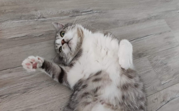 Kot leżący na plecach, z wyciągniętymi łapami.