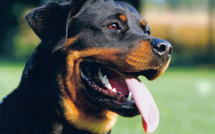 Zbiórka Pomoc na produkty dla Schronisk - zdjęcie główne