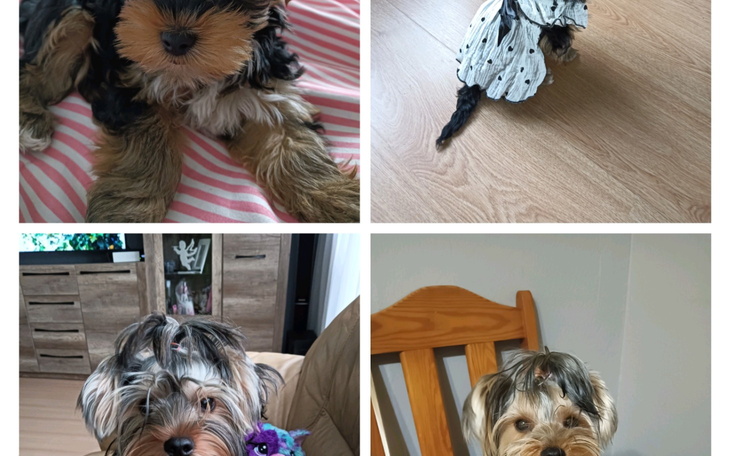 Szczeniak w paski, leżący na poduszce.