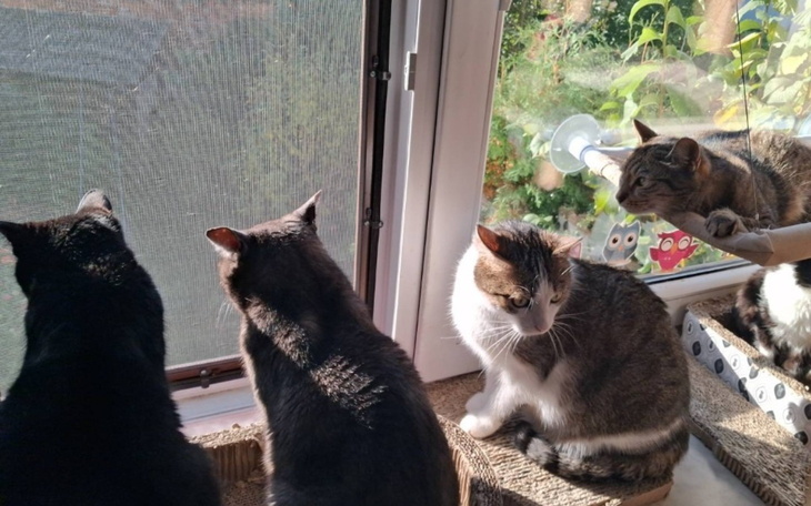 Cztery koty patrzące przez okno na zewnątrz.