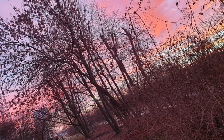 Zachód słońca w lesie, drzewa w różowych odcieniach.