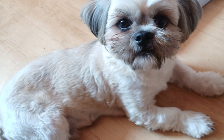 Zbiórka Na operacje mojego pupia - zdjęcie główne