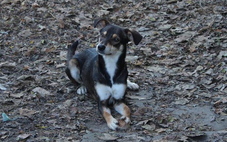 Zbiórka Pacanów - zdjęcie główne