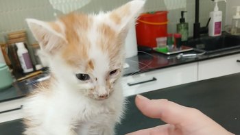 Zbiórka Poturbowany kotek - miniaturka zdjęcia