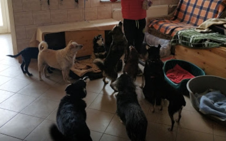 Zbiórka Na karmę do schroniska dla psów - zdjęcie główne