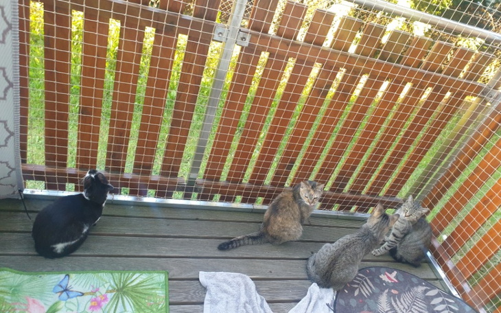 Zbiórka Pomoc dla domu tymczasowego u Mi - zdjęcie główne