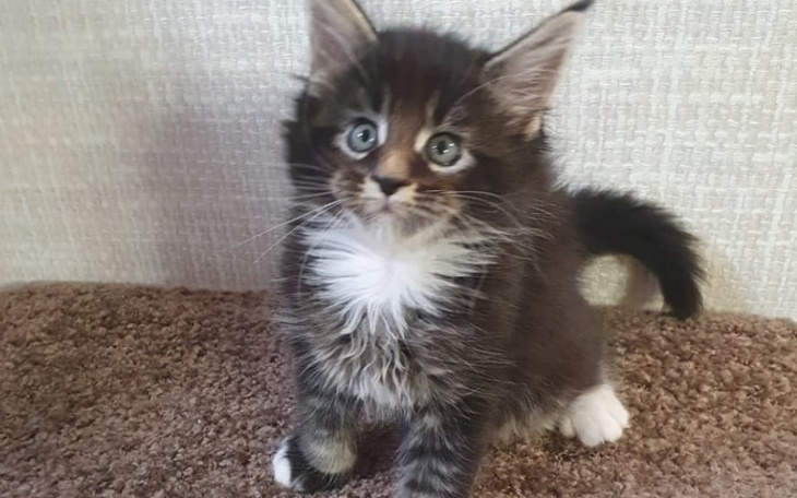 Zbiórka Na wymarzonego kota Maine Coon - zdjęcie główne