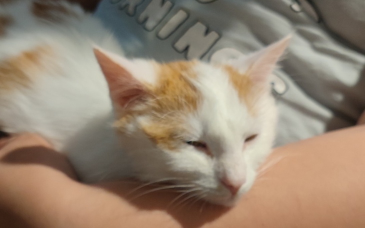 Zbiórka BRUTALna walka p zdrowie kociaka - zdjęcie główne