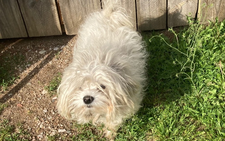 Zbiórka Pomóżmy Lokiemu - zdjęcie główne