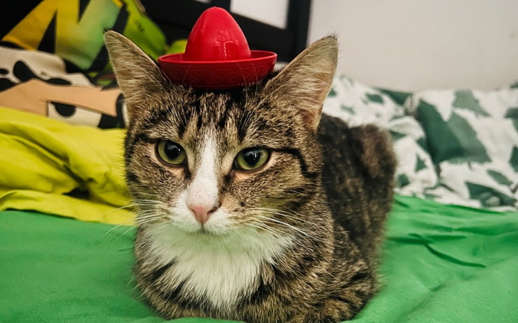 Kot z małym kapeluszem na głowie.