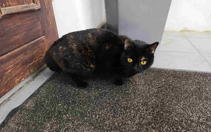 Zbiórka Hotelik dla podrzutków - zdjęcie główne