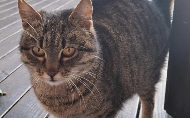 Kot o prążkowanej sierści, patrzący w obiektyw.