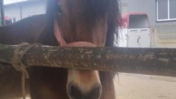 Zbiórka Klacz na mięso błaga o życie - miniaturka zdjęcia