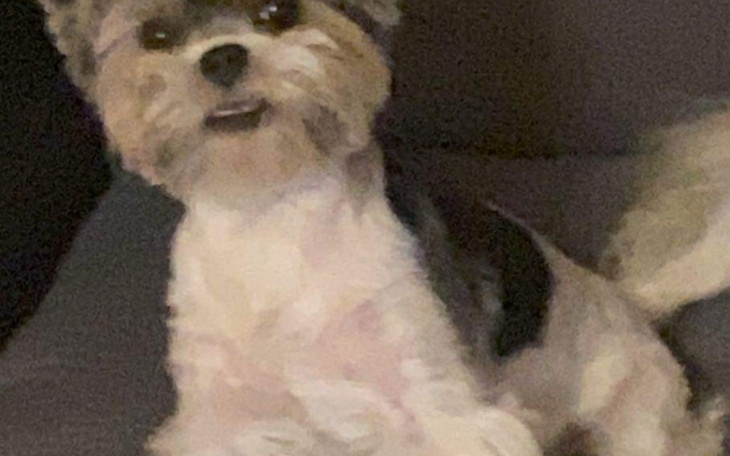 Zbiórka Operacja dla Gigancika - zdjęcie główne