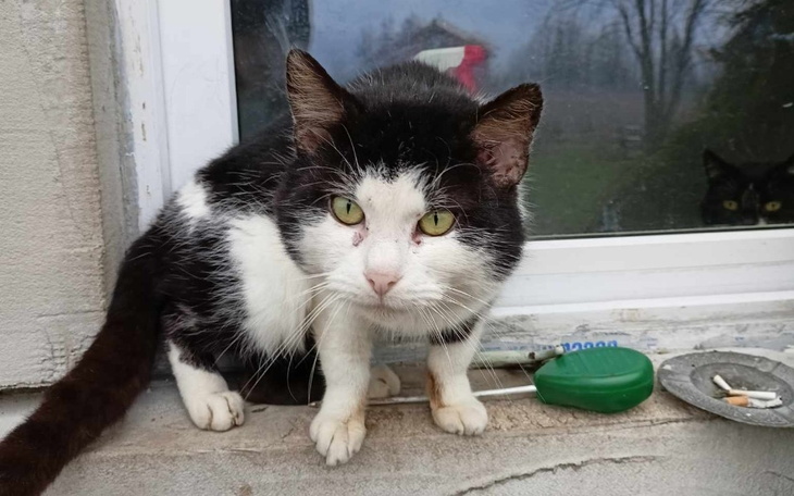 Zbiórka Na leczenia i kastracje kocura - zdjęcie główne