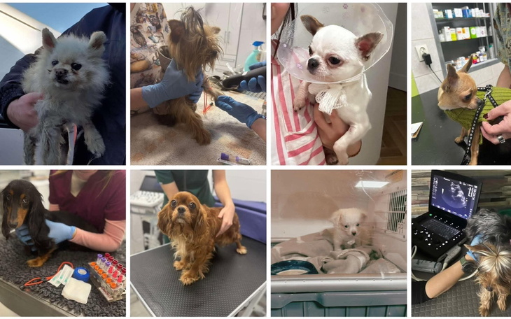 Mężczyzna z psem w kuchni, pies z dużym guzem.