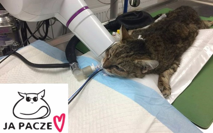 Zbiórka Wiosna cichutko błaga o pomoc... - zdjęcie główne