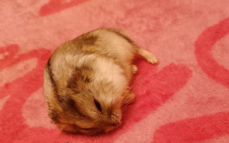 Zbiórka Operacja dla mojego chomika - zdjęcie główne